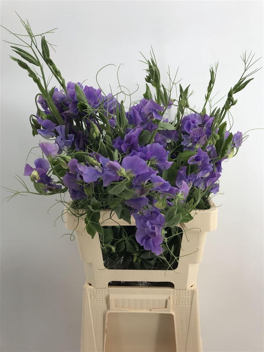 <h4>LATHYR LILLA RAMO</h4>