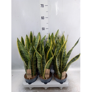 Sansevieria trifa. 'Laurentii'