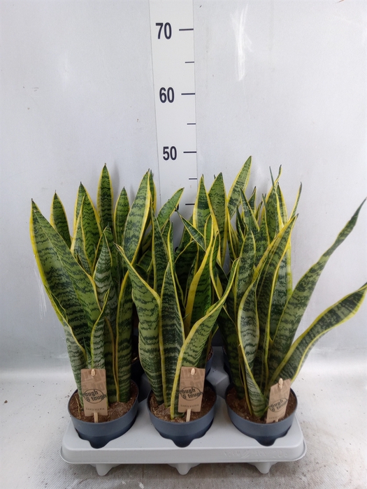 <h4>Sansevieria trifa. 'Laurentii'</h4>