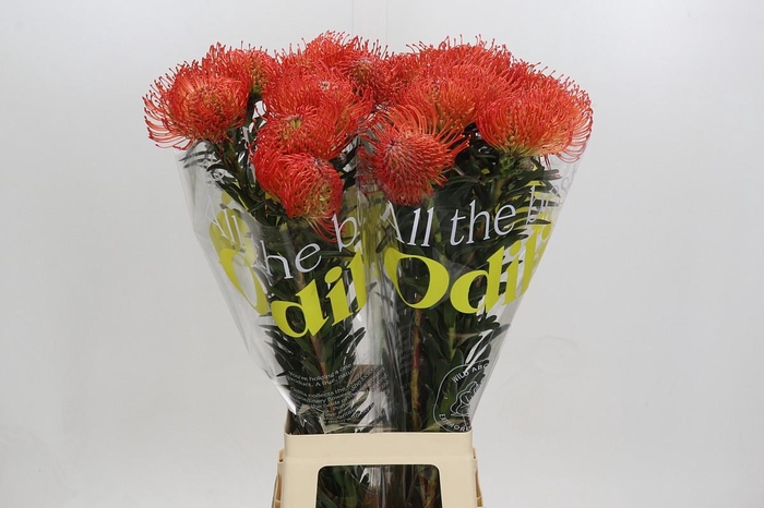 <h4>Nutans Succession</h4>