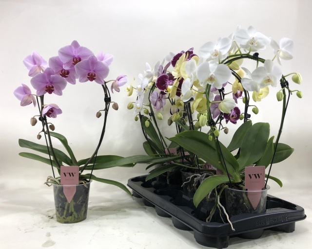 PHAL GEM