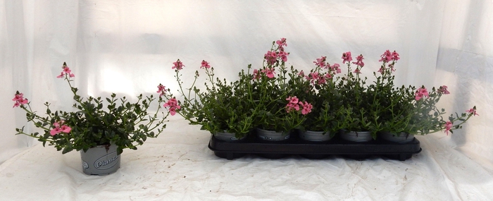 <h4>DIAS MY DARLIN BERRY</h4>