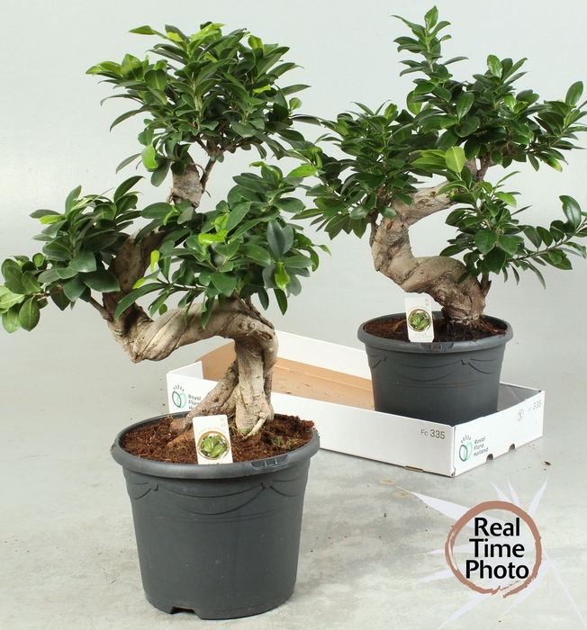 <h4>FIC MI GINSENG</h4>