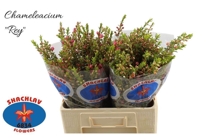 <h4>CHAMECORDIA REY</h4>