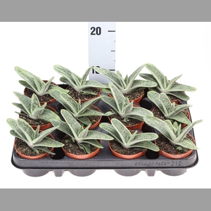 Gasteria  'Little Warty'
