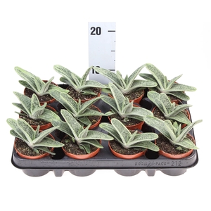 Gasteria  'Little Warty'
