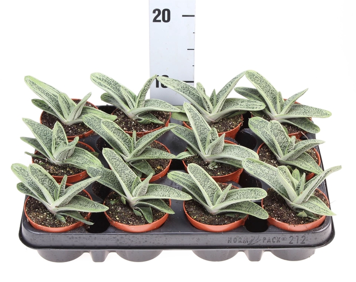 <h4>Gasteria  'Little Warty'</h4>