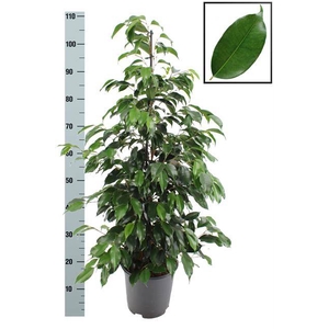 Ficus benjamina Danielle 21Ø 110cm 3pp