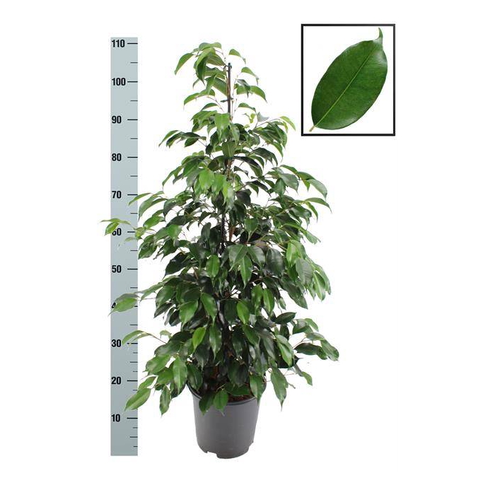 <h4>Ficus benjamina Danielle 21Ø 110cm 3pp</h4>