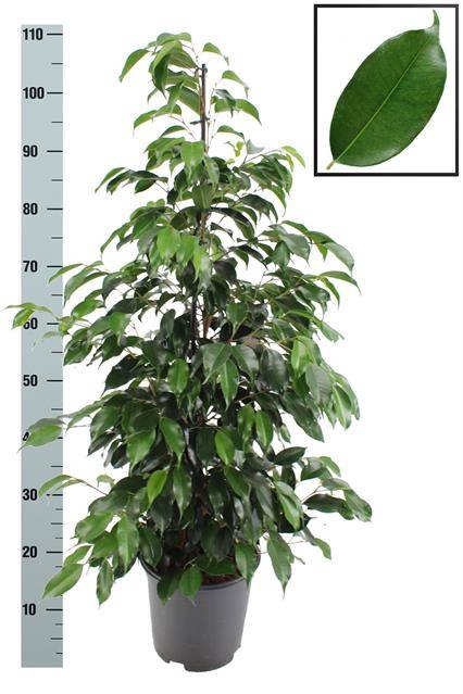 Ficus benjamina Danielle 21Ø 110cm 3pp
