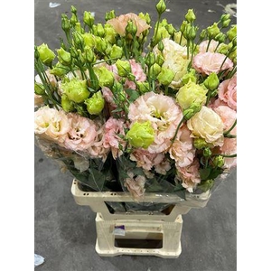 Eus G Celeb Apricot