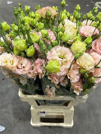 <h4>Eus G Celeb Apricot</h4>