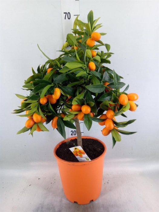 <h4>Citrus   ...</h4>