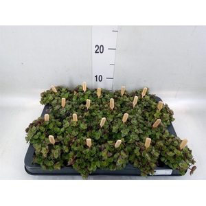 Callisia repens 'Turtle'