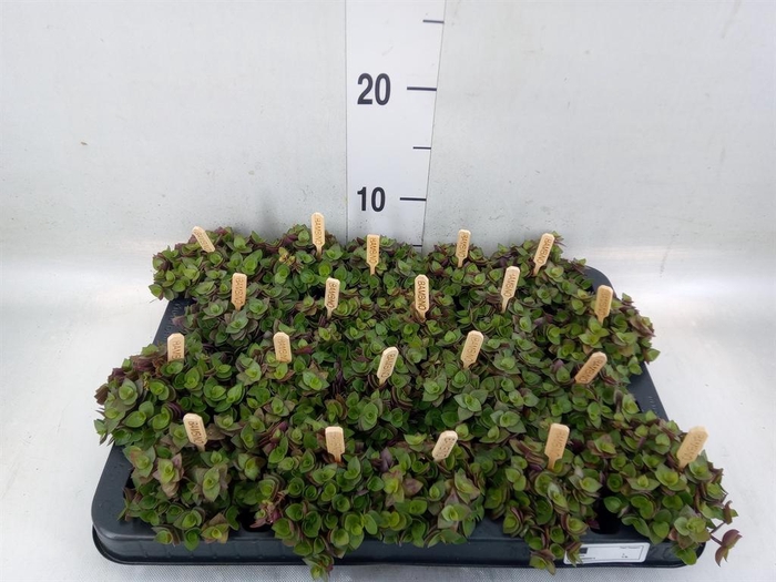 Callisia repens 'Turtle'