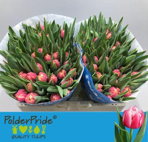 <h4>TU DU COLUMBUS</h4>