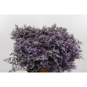 Limon Safora Lilac
