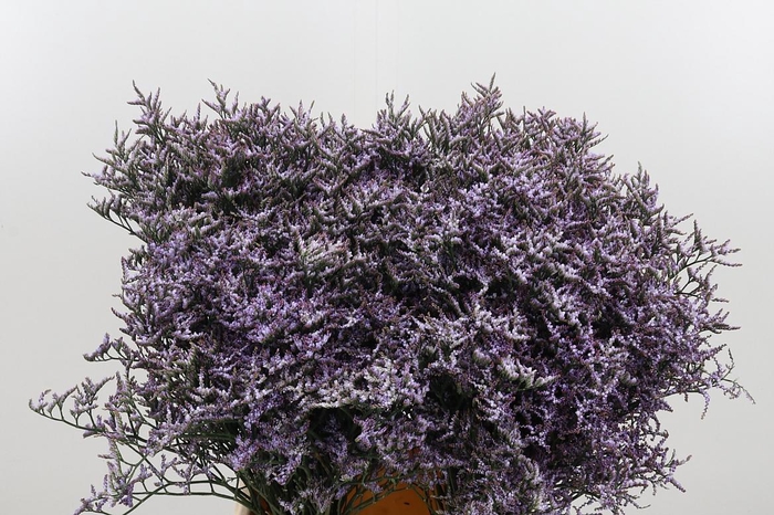 <h4>Limon Safora Lilac</h4>