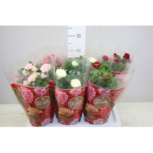 Rosa Favourite Gemengd