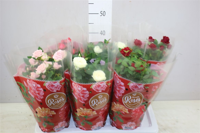 <h4>Rosa Favourite Gemengd</h4>