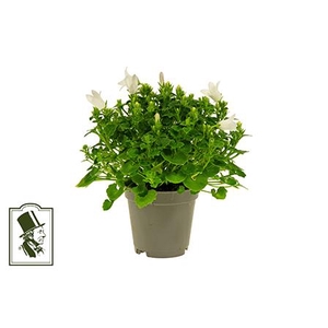 CAMPANU. PORTENSCHLAGIANA P5,5