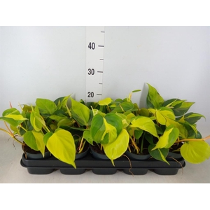Philodendron scand. 'Brasil'