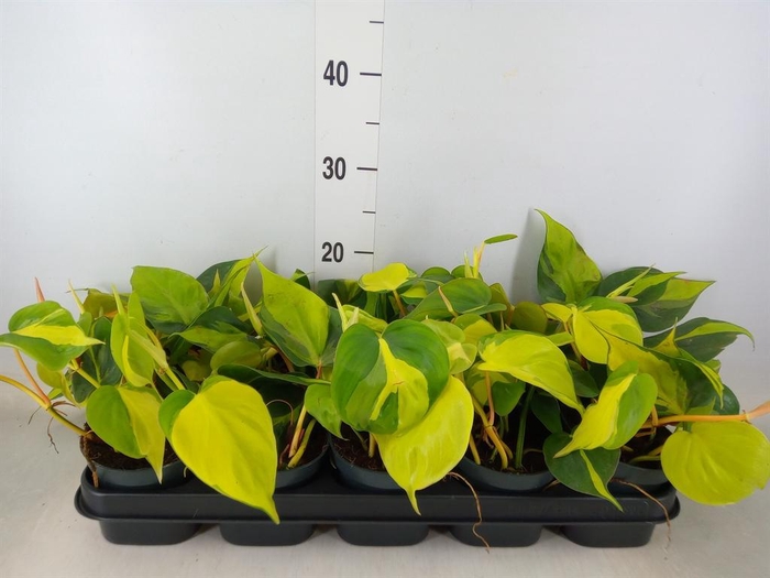 <h4>Philodendron scand. 'Brasil'</h4>