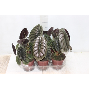 ALOCASIA CUPREA P12