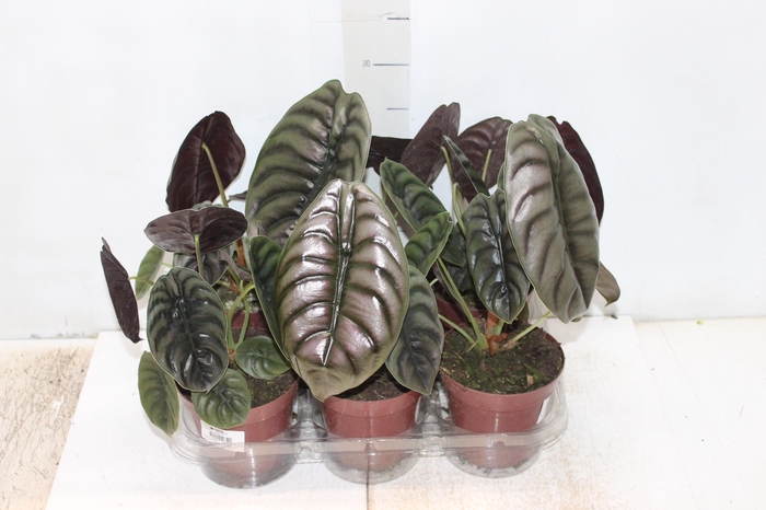 ALOCASIA CUPREA P12