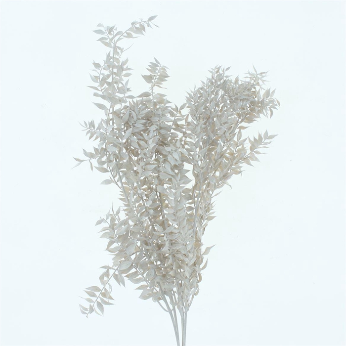 <h4>Pres Ruscus Bleached White Frosted Per Stem</h4>