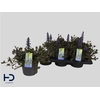 Ajuga Rept
