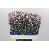 Aster Claudia