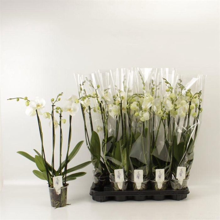 <h4>PHAL OV WIT</h4>