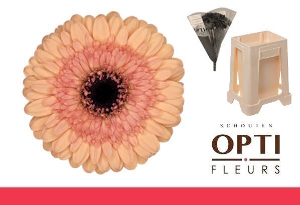 <h4>Germini Oreo Water</h4>