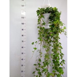 Hedera helix 'Pittsburgh'