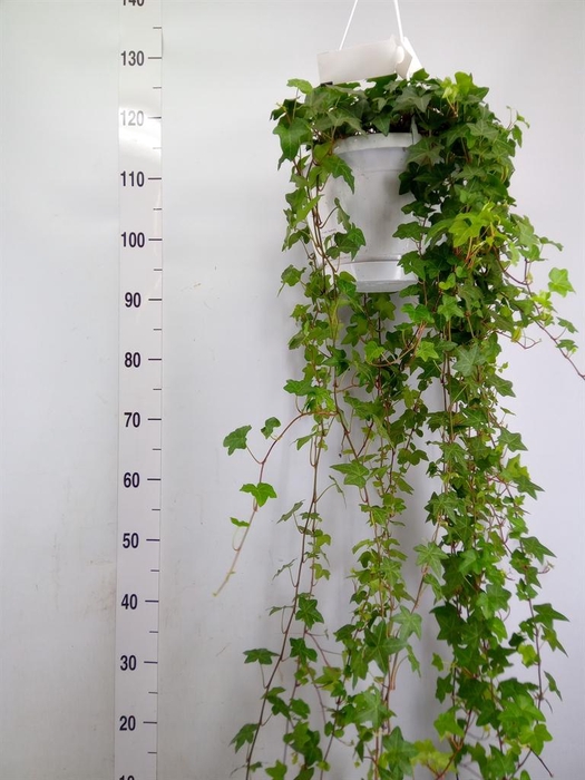 <h4>Hedera helix 'Pittsburgh'</h4>
