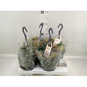 Crassula marnieriana