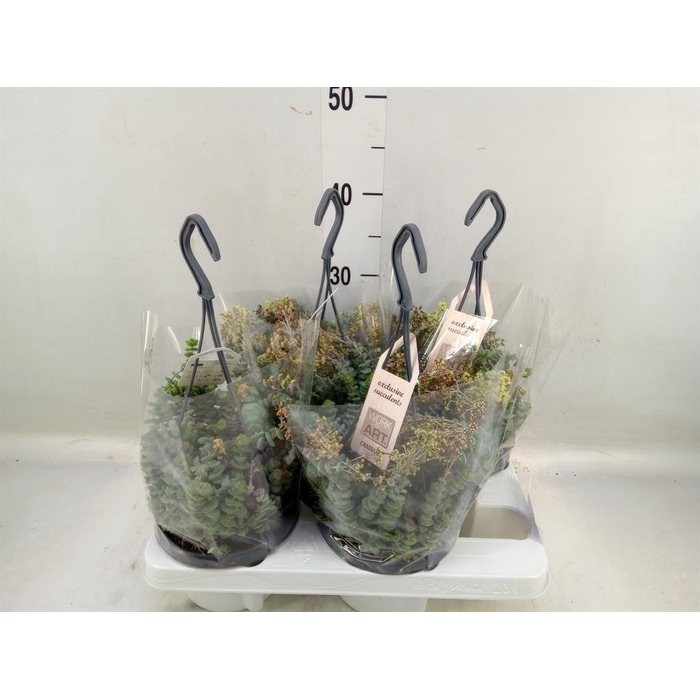 <h4>Crassula marnieriana</h4>