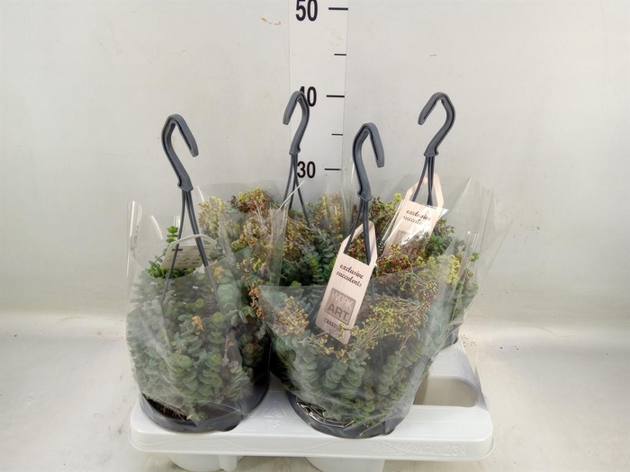 <h4>Crassula marnieriana</h4>