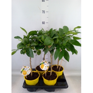 Citrus meyeri 'Meyer'