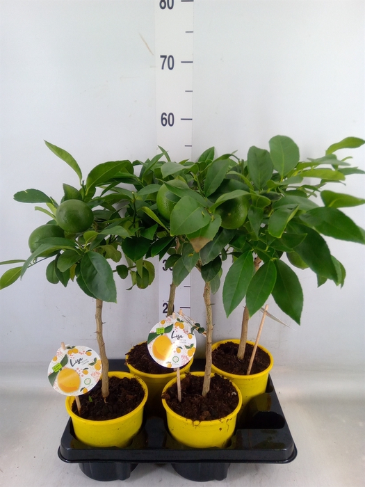 <h4>Citrus meyeri 'Meyer'</h4>