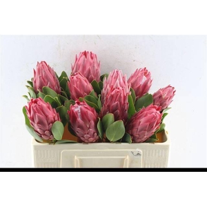 PROTEA CY RED REX