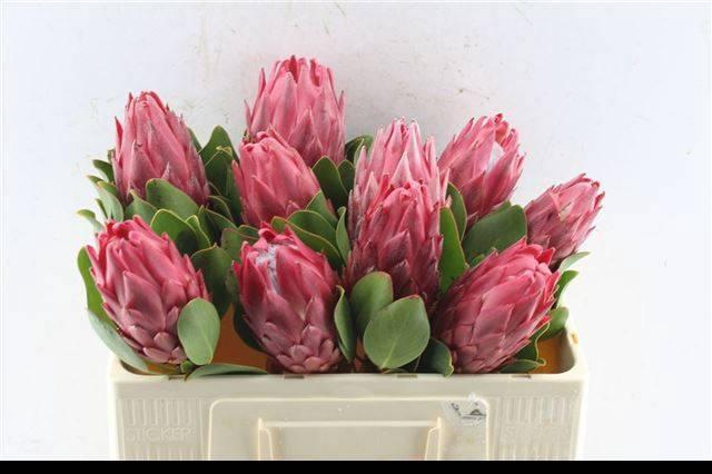 <h4>PROTEA CY RED REX</h4>