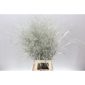 Panicum Painted Platina