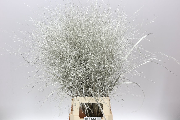 <h4>Panicum Painted Platina</h4>