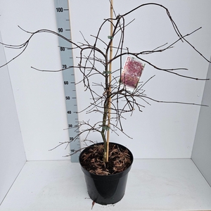 Acer palmatum Inaba-shidare