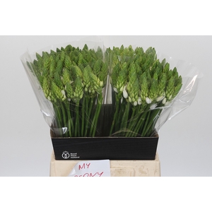 Ornithogalum Mount Fuji