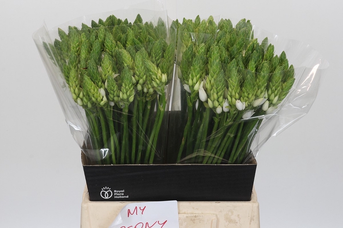<h4>Ornithogalum Mount Fuji</h4>