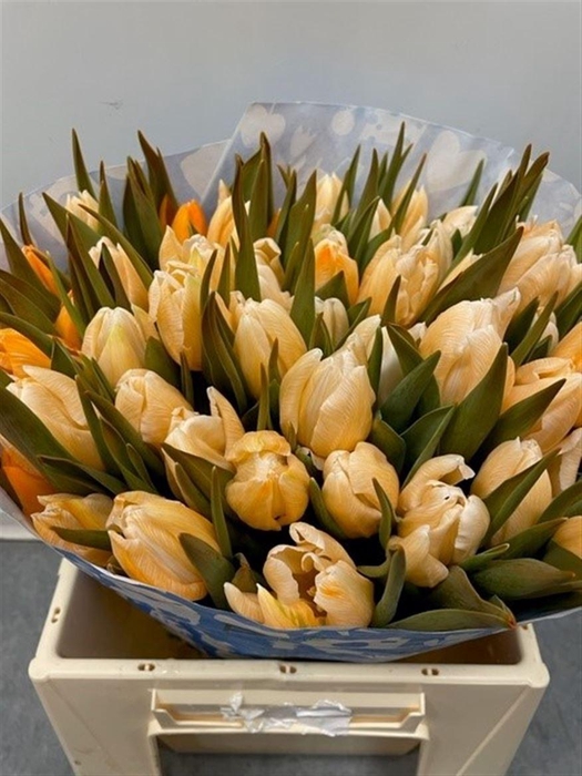 <h4>Tu Kb Orange</h4>