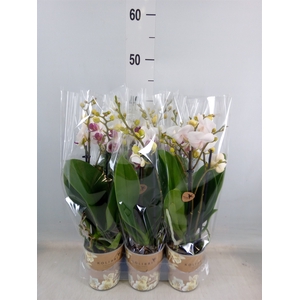 Phalaenopsis multi. 'FC Safe Haven'